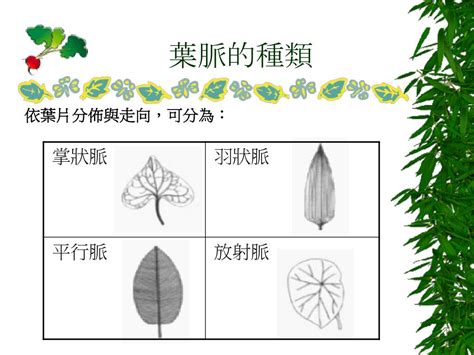 網狀脈平行脈差別|葉脈